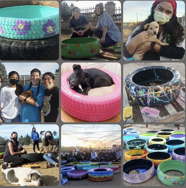 A+collage+of+the+Mutt+Match+event+created+by+the+lovely+owner%2C+Sheilah+Aragon.