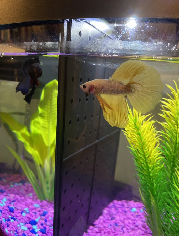 This is an example of how the tank divider can allow two betta fish to be in the same tank together.