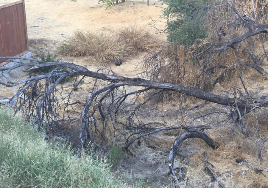 This once living tree is now burnt and dead due to a raging fire.