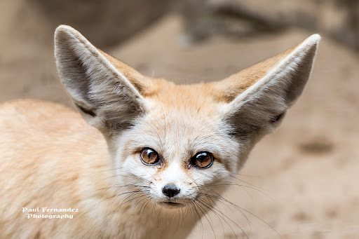 Fennec Fox Portrait at Taronga Zoo, Sydney, Australia