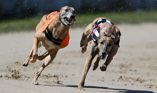The racing greyhound in a live race.