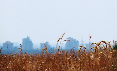 Early hot summer day with ripe cornfield with Erlangen skyline shimmering in about 12 Km