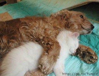 Dog_Hugging_Kitty