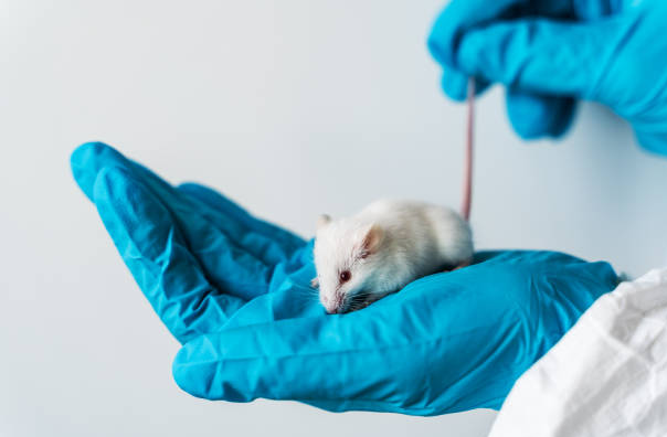 Researcher in lab coat and protective makes injection into mouse tail. Testing a new vaccine or drug against coronavirus