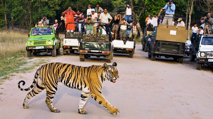 A+Bengal+tiger+watched+by+tourists+at+the+Bandhavgarh+National+Park%2C+India