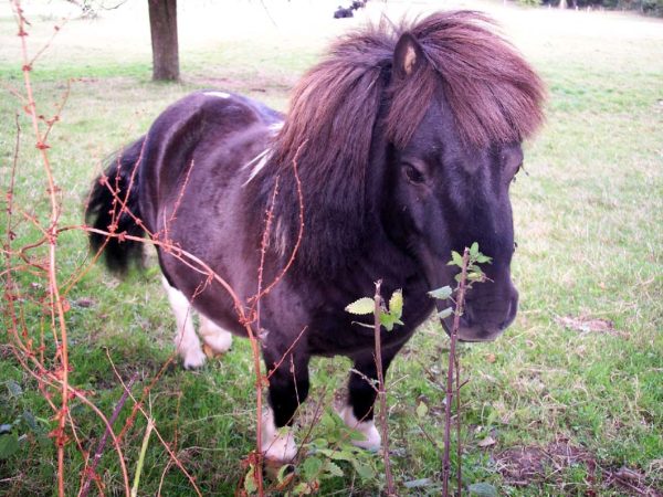 This miniature horse seemed to be very docile and out of curiousity wandered up to the fence which I was looking over.