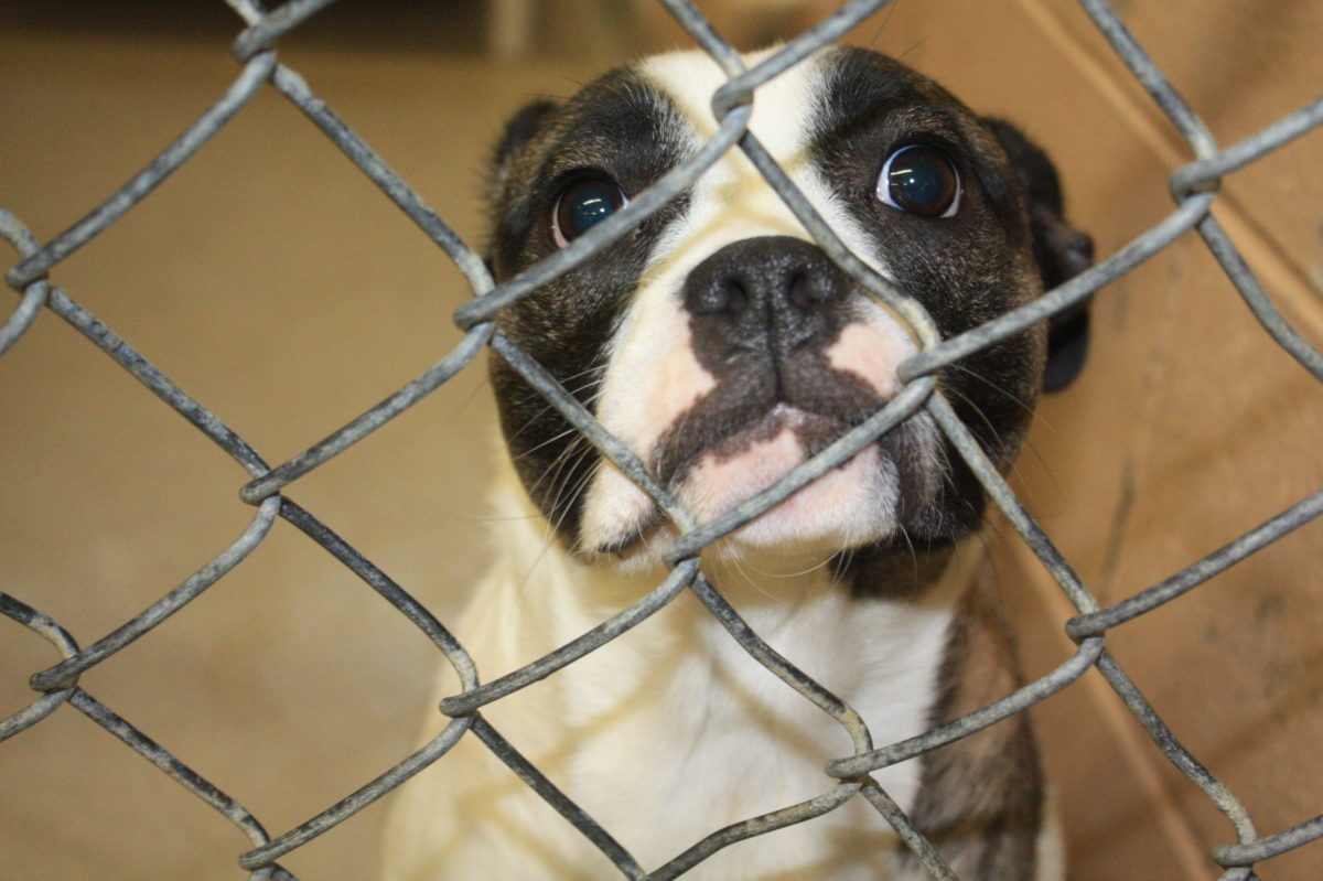 EC Animal Shelter_15
Caged dog is very sad. 
Its extremely sad to see this. 
Those animals deserve a loving family and home.