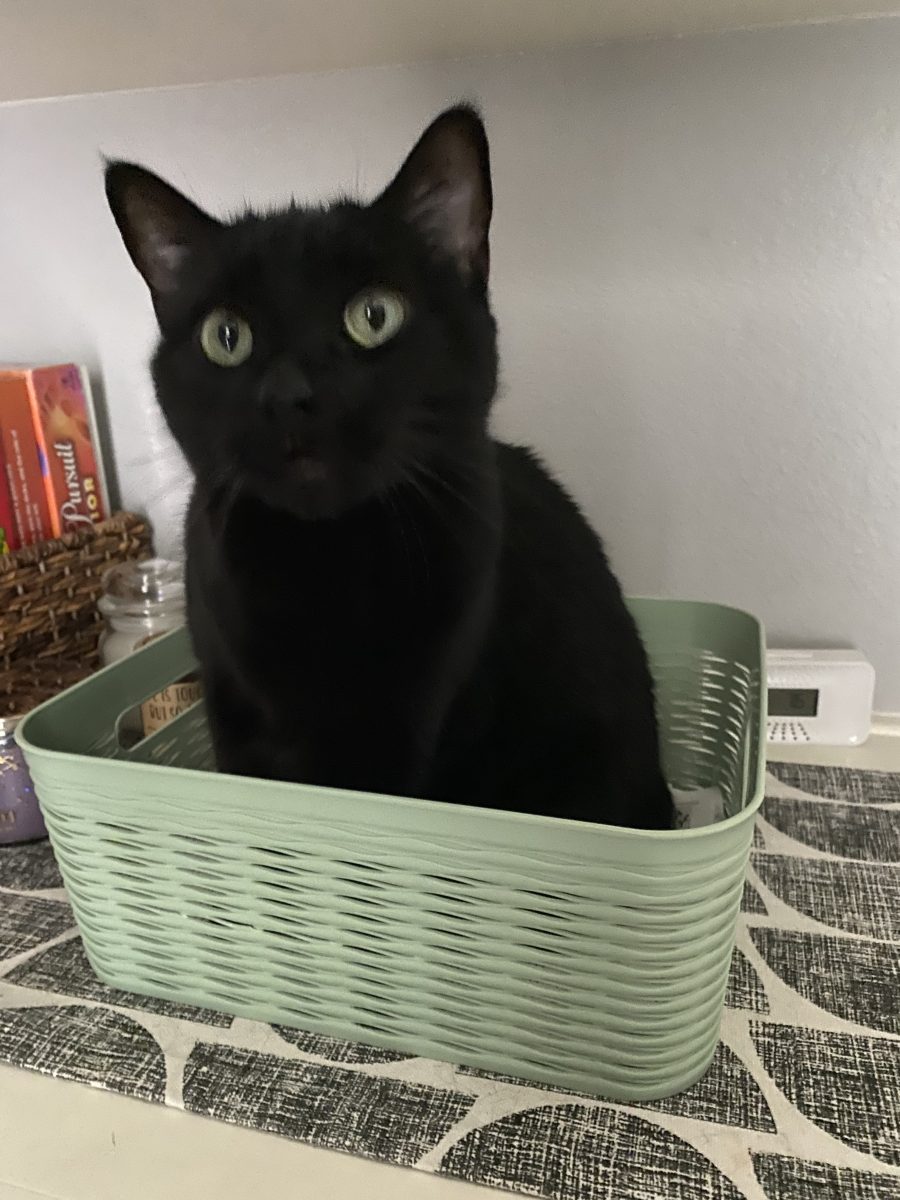 Cat in a basket