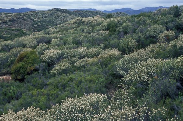 White Coast Ceanothus