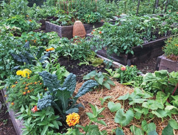 Garden