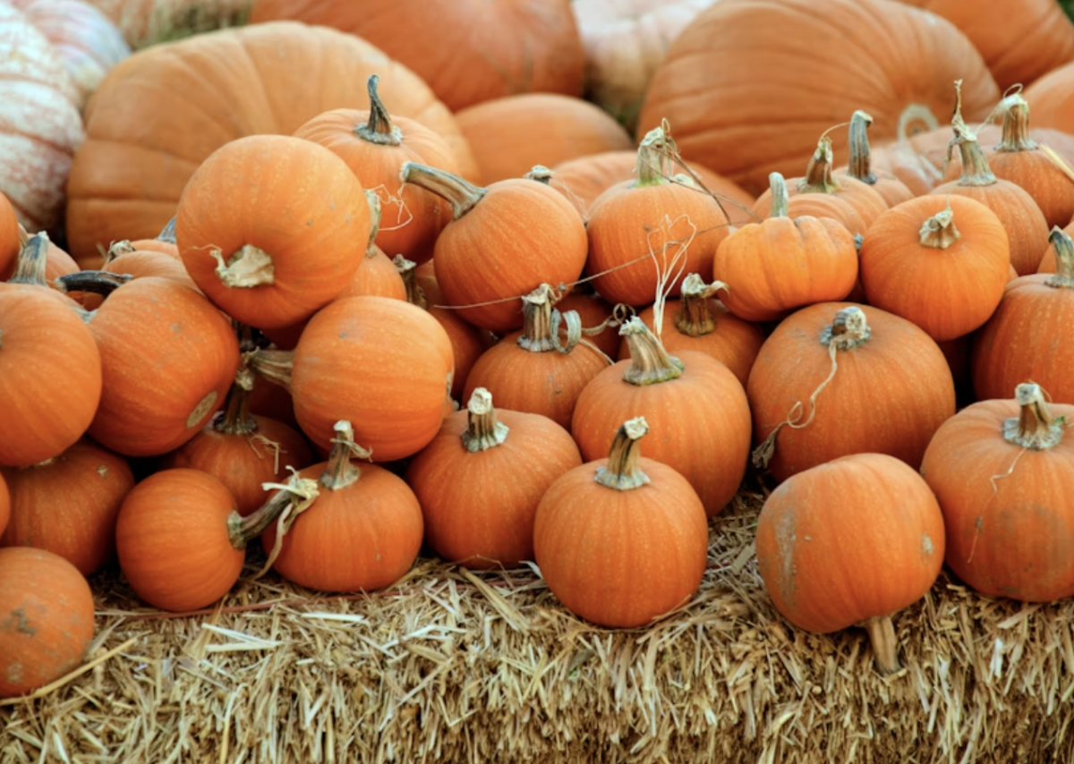 Pile of pumpkins 