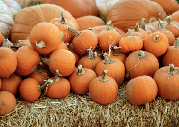 Pile of pumpkins 