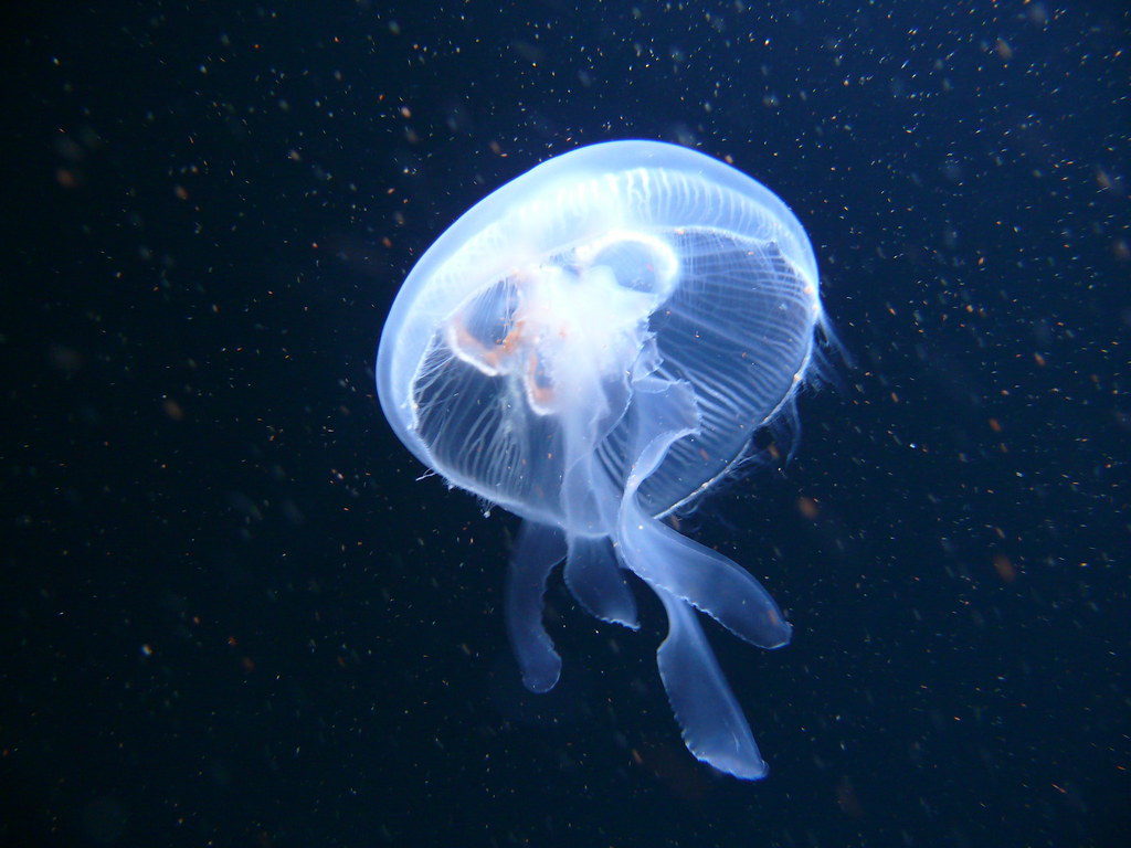 A glowing jellyfish charting the dark depths of the sea.