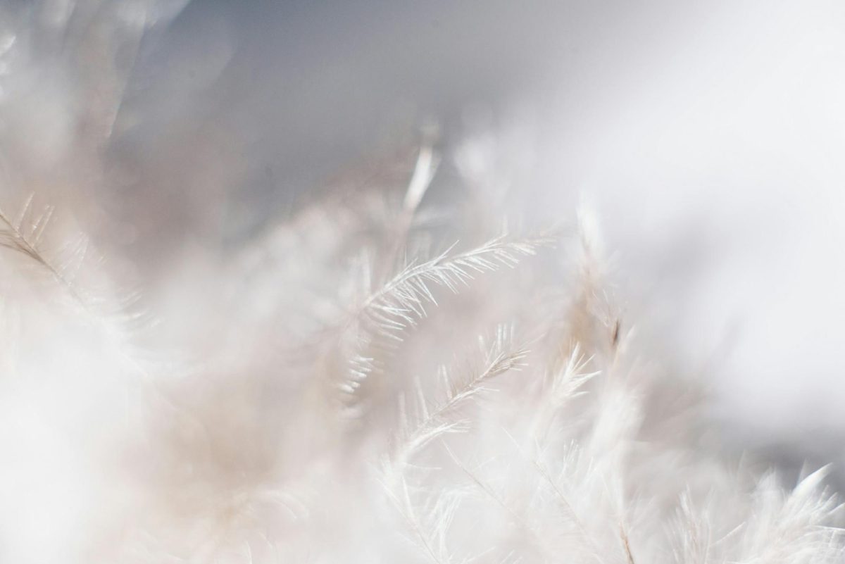 Light drifting feathers