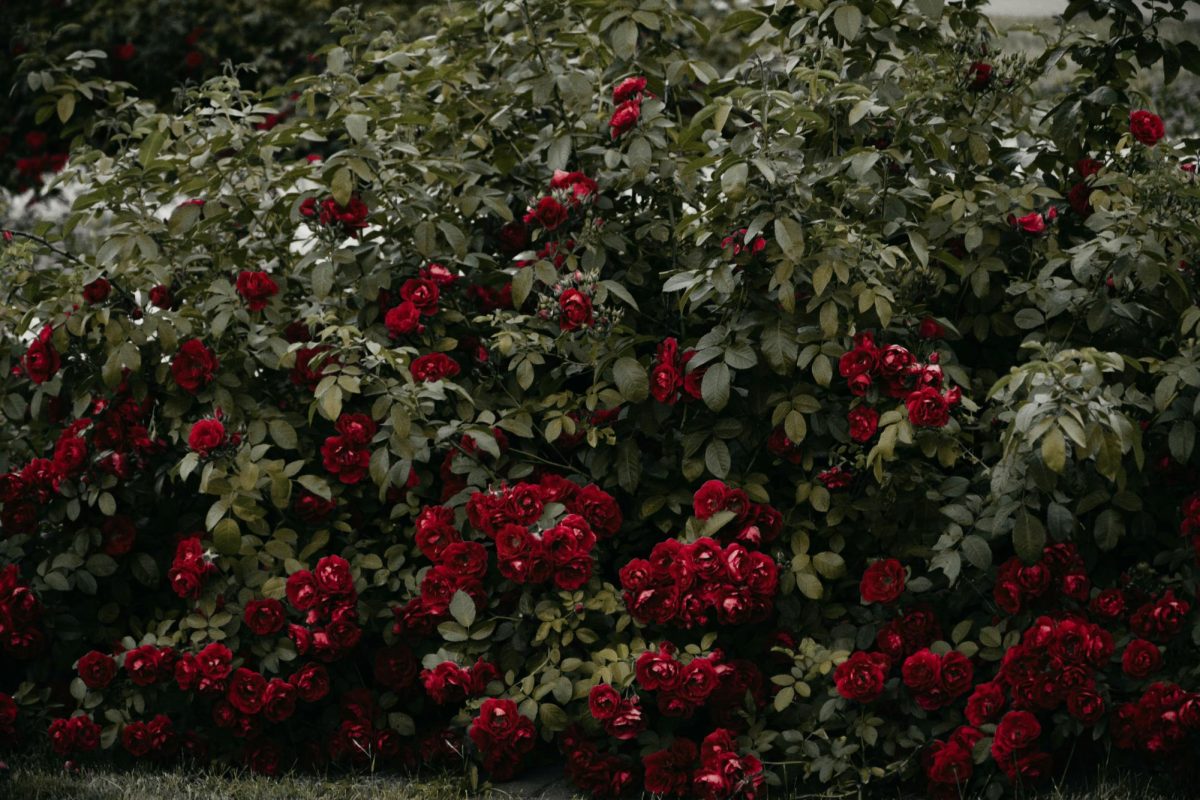 Different roses in their shared bush. 