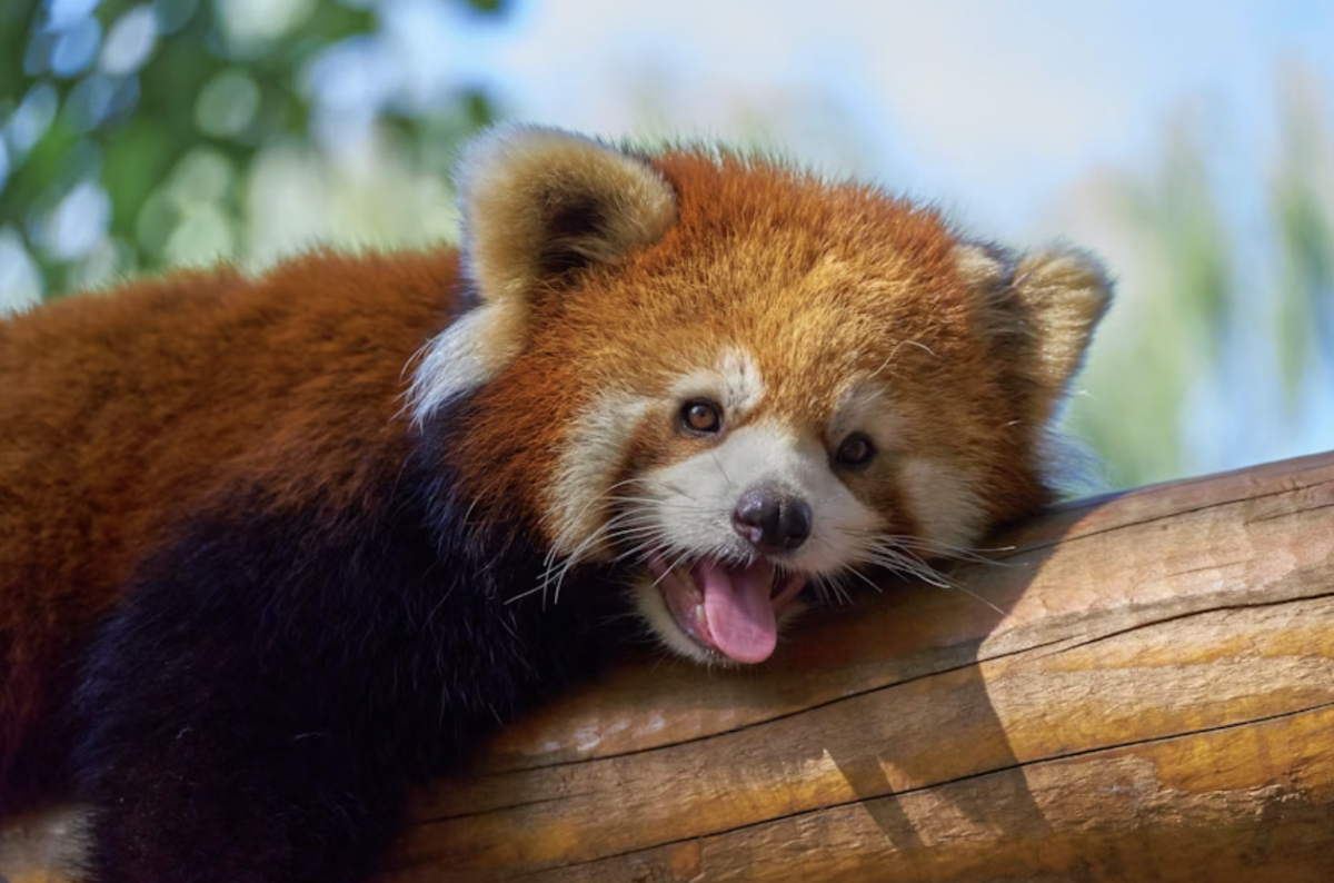 Red panda laying on a tree branch