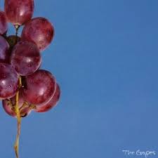 Official album cover for "trivial" by The Grapes